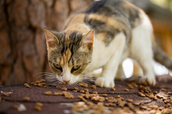 Livraison de croquettes pour chats sur Angers : découvrez comment !